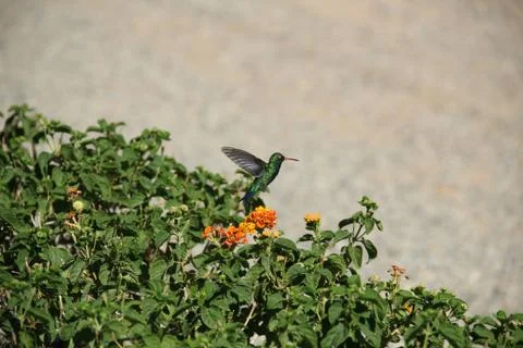 Hummingbird Foto stock