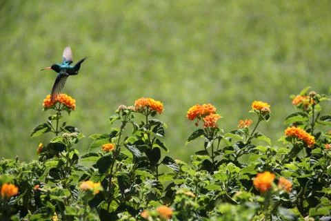 Hummingbird Foto stock