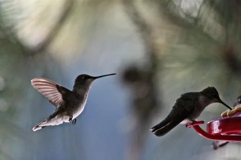 Hummingbird Stock Photos