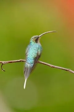 Hummingbird Stock Photos