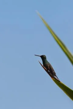 Hummingbird Stock Photos