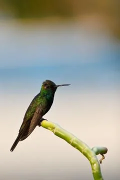 Hummingbird Stock Photos