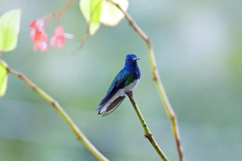 Hummingbird Stock Photos