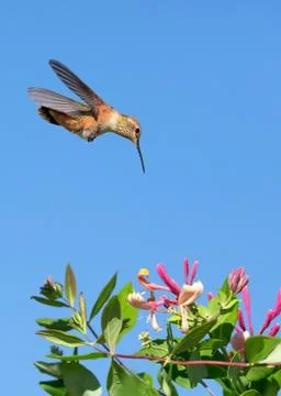 Hummingbird Stock Photos