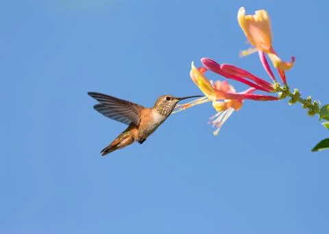 Hummingbird Stock Photos
