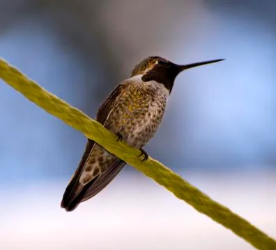 Hummingbird Stock Photos