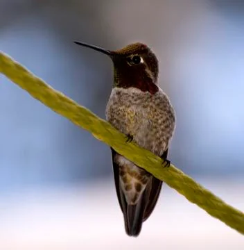 Hummingbird 스톡 사진
