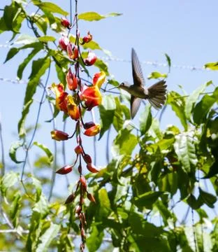 Hummingbird Stock Photos
