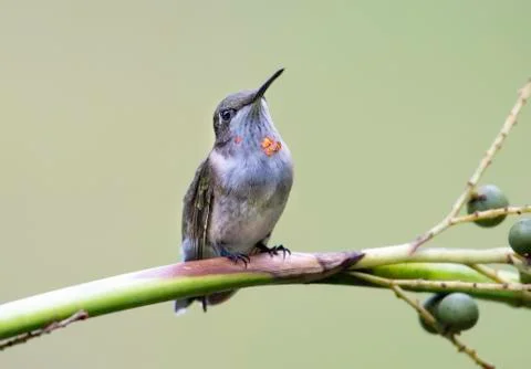 Hummingbird Stock Photos
