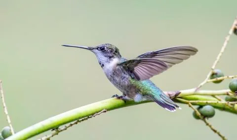 Hummingbird Stock Photos