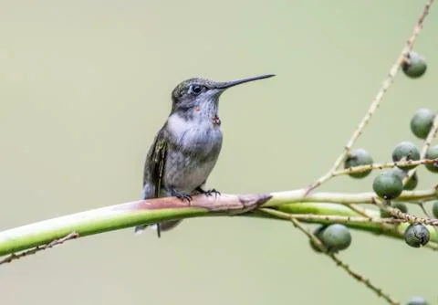 Hummingbird Stock Photos