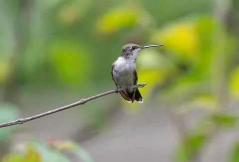 Hummingbird Stock Photos