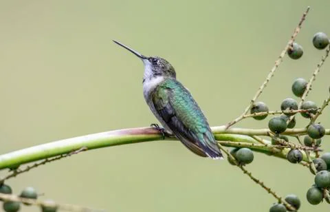 Hummingbird Stock Photos