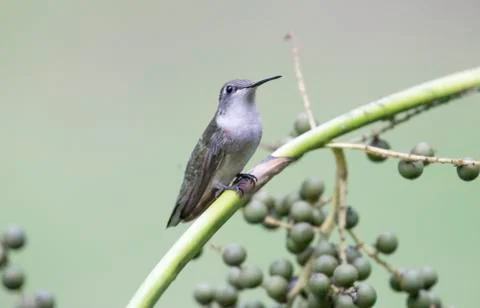 Hummingbird Stock Photos