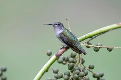 Hummingbird Stock Photos