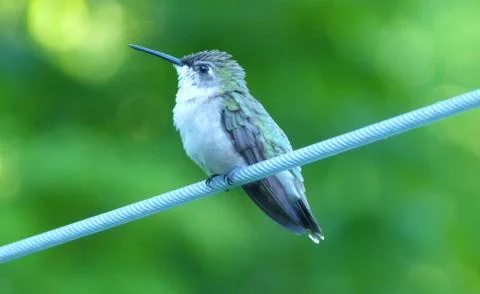 Hummingbird Foto stock