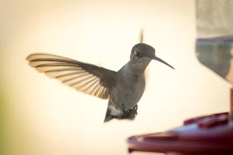 Hummingbird Foto stock