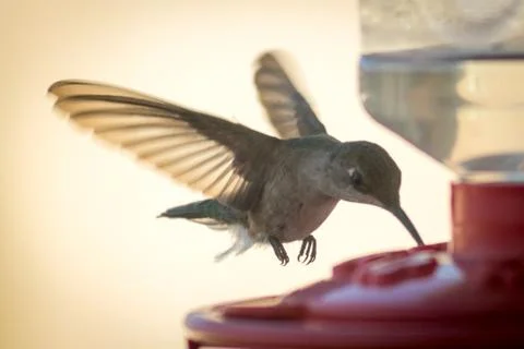 Hummingbird 写真素材