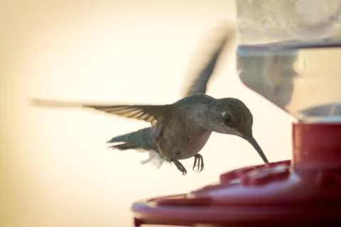 Hummingbird Stock-Fotos