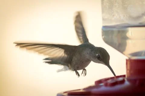 Hummingbird Foto stock