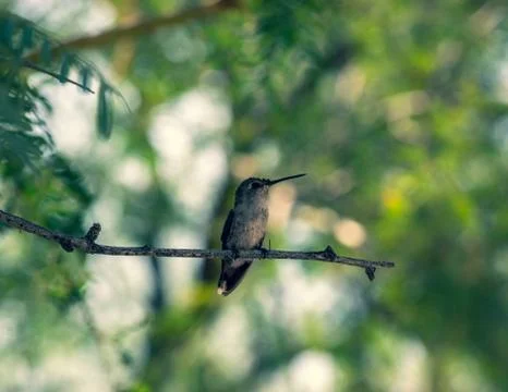 Hummingbird Foto stock