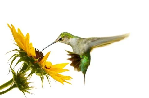 Hummingbird Stock Photos