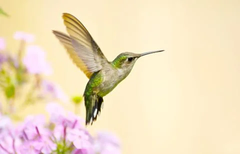 Hummingbird. Stock Photos