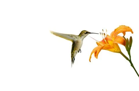 Hummingbird. Stock Photos