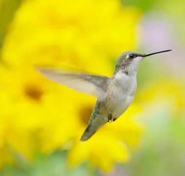 Hummingbird. Stock Photos
