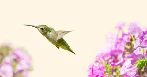 Hummingbird. Stock Photos