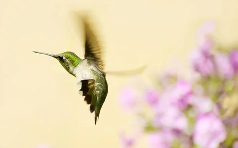 Hummingbird. Stock Photos