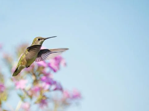 Hummingbird. Stock Photos