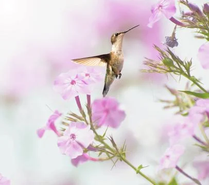 Hummingbird. Stock Photos