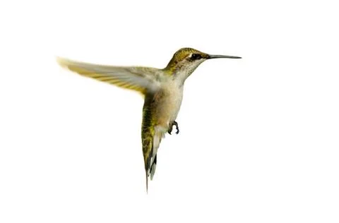Hummingbird. Stock Photos