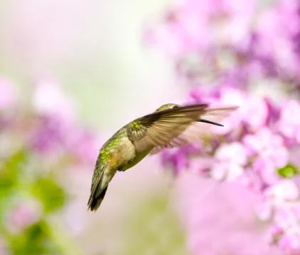 Hummingbird. Stock-Fotos