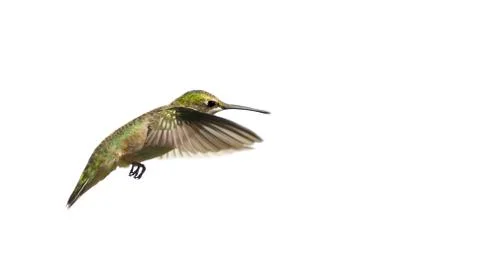 Hummingbird. Stock Photos
