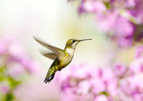 Hummingbird. Stock Photos