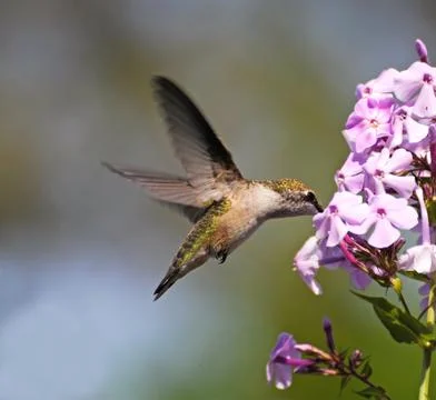Hummingbird. Stock Photos