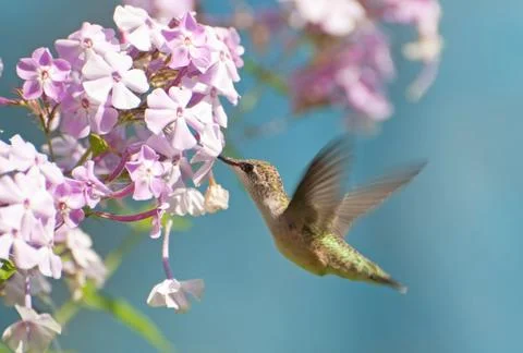 Hummingbird. Stock Photos