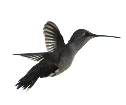 Hummingbird 스톡 사진