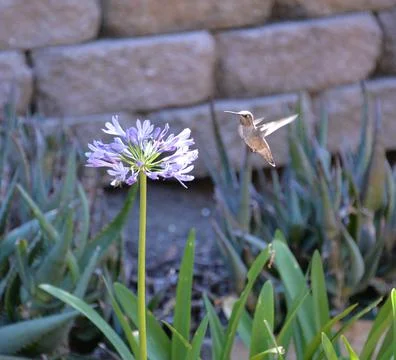 Hummingbird 写真素材