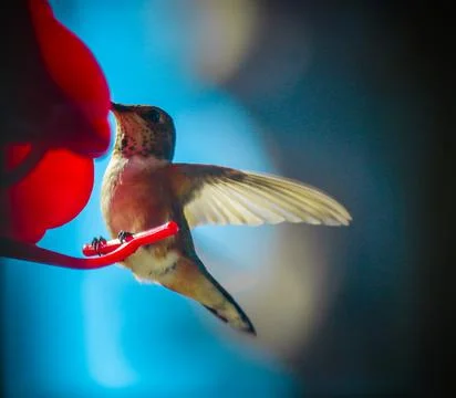 Hummingbird Stock Photos