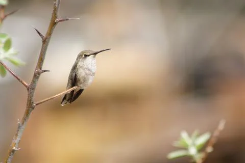 Hummingbird Stock Photos