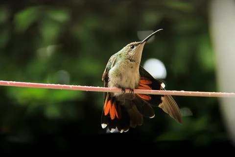 Hummingbird Stock-Fotos