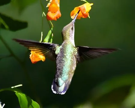 Hummingbird Stock Photos