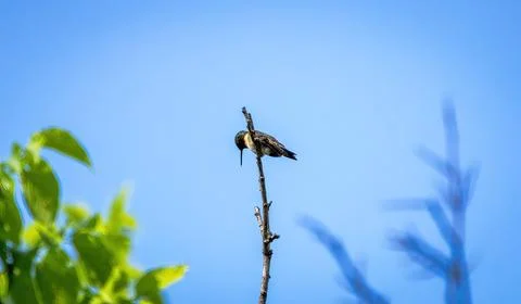 Hummingbird Stock Photos