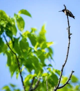 Hummingbird Stockfoto's