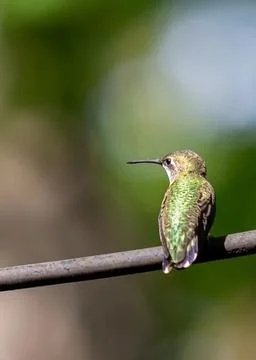 Hummingbird Foto stock