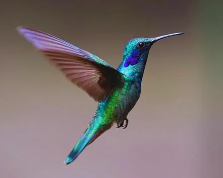 Hummingbird Stock Photos