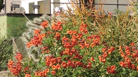 Hummingbird Pollinating Flowers Stock Footage 149802688
